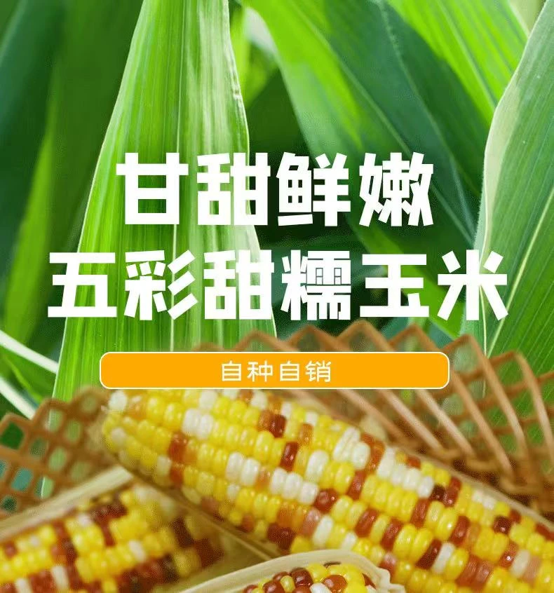 【现摘现发】烟台头茬五彩甜糯玉米香甜软糯食品水果黄糯甜玉米