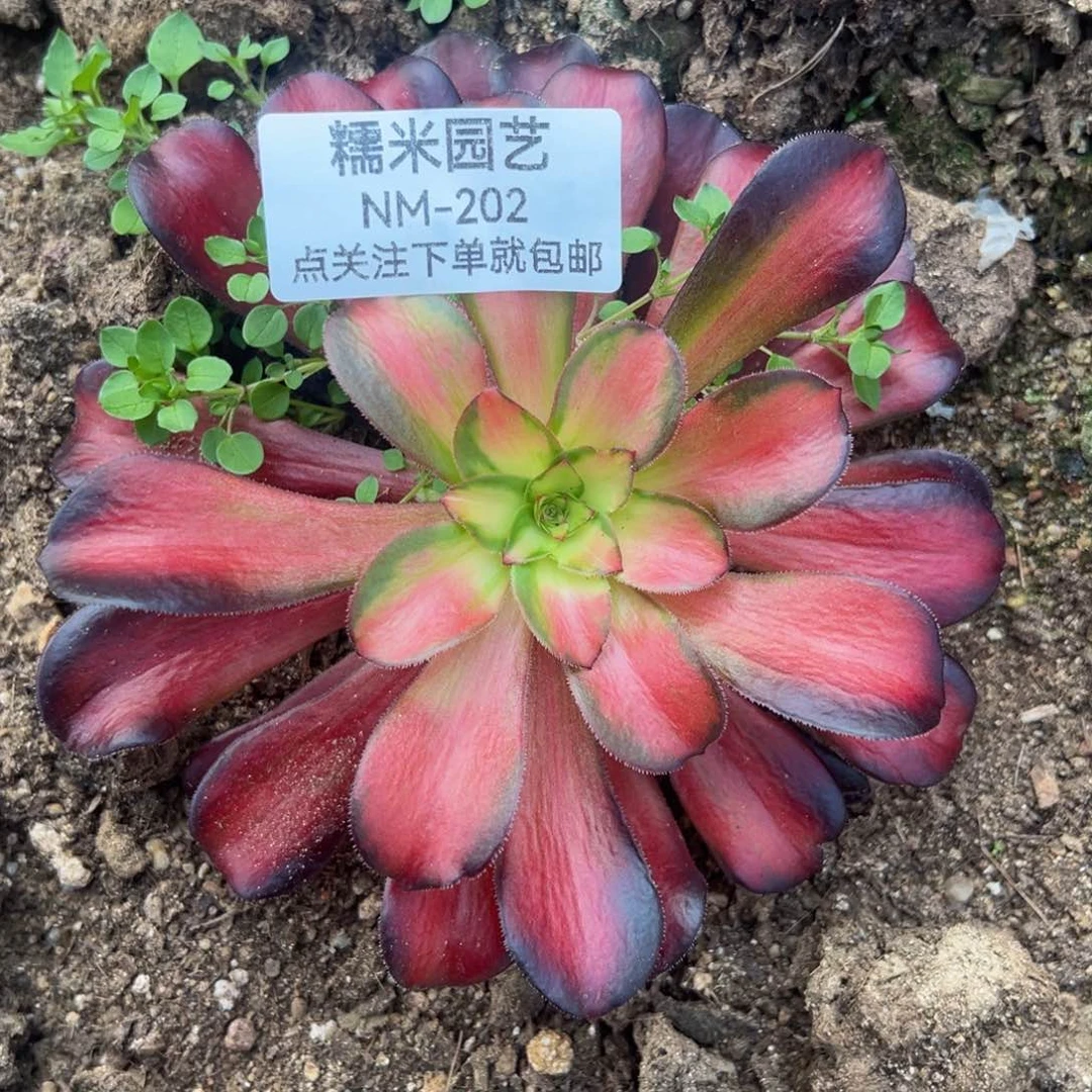 女巫宽中班多肉植物202