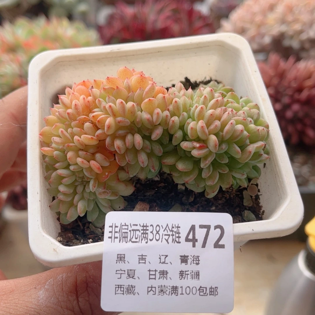 472白胖子缀德华多肉