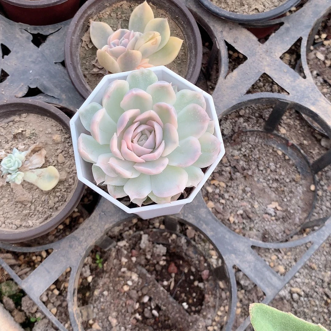 琥**温雪球锦多肉植物老桩多肉