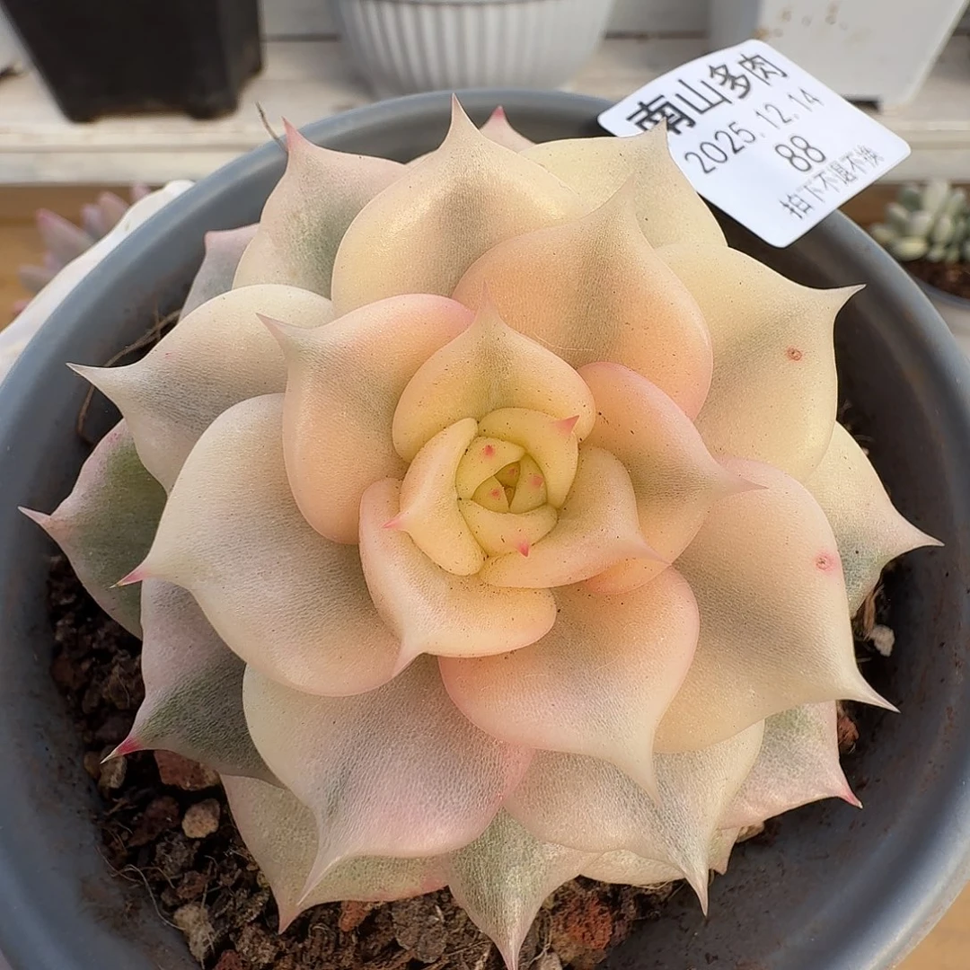 贝加尔湖锦111214-88