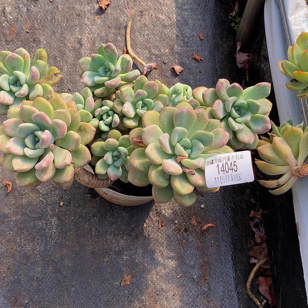 R***情      花斑鹿14045