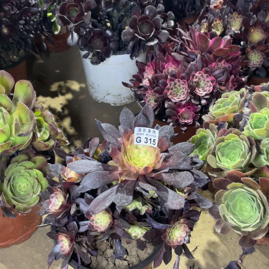 315祝融多肉法师断枝不包