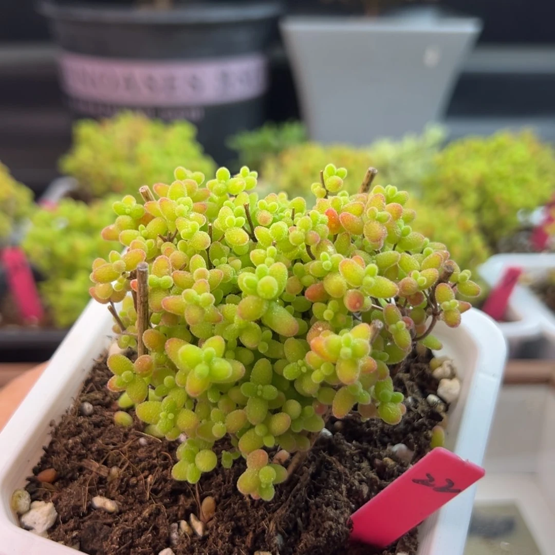 蜜橘糖球22号10cm盆