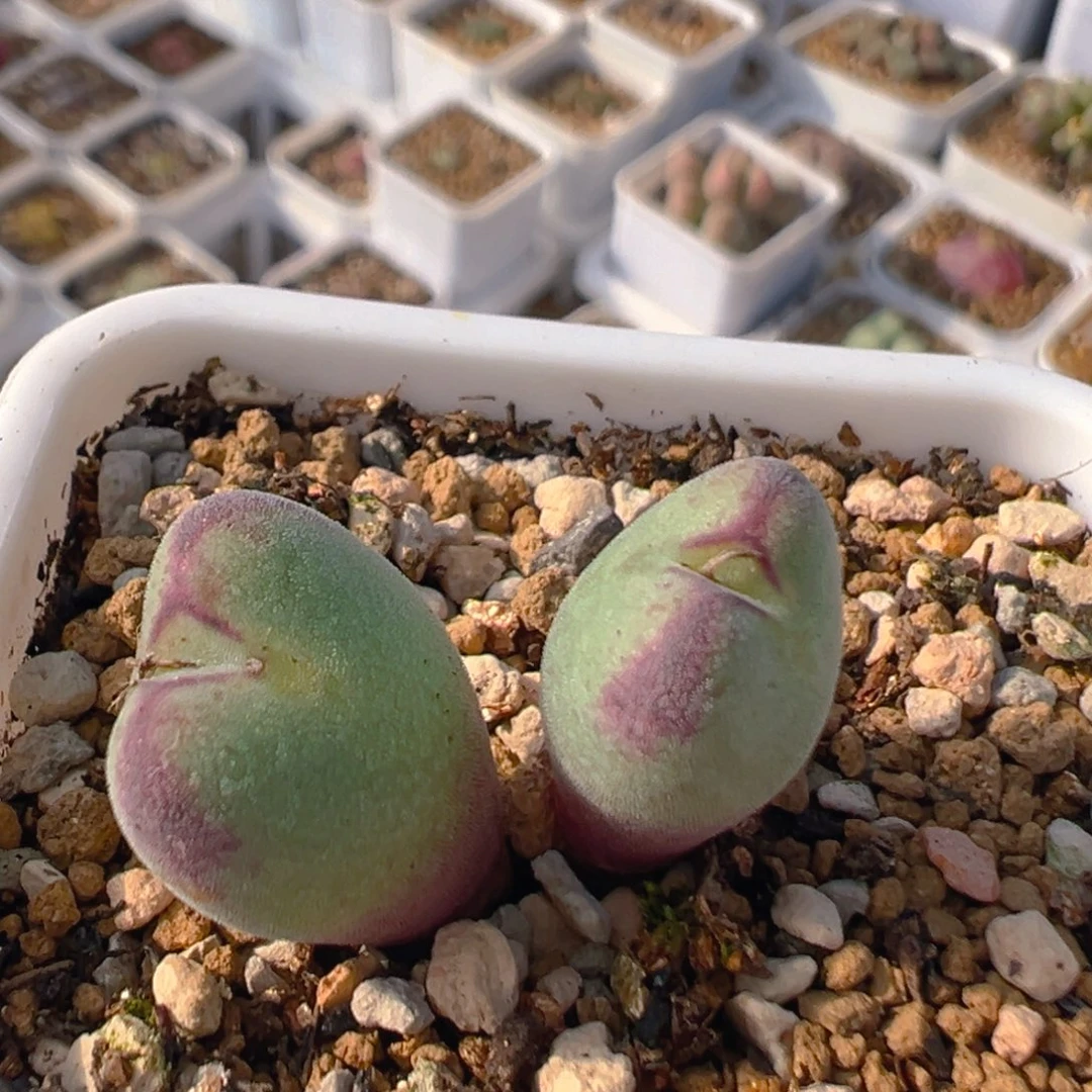 花**界36多肉植物百科知识