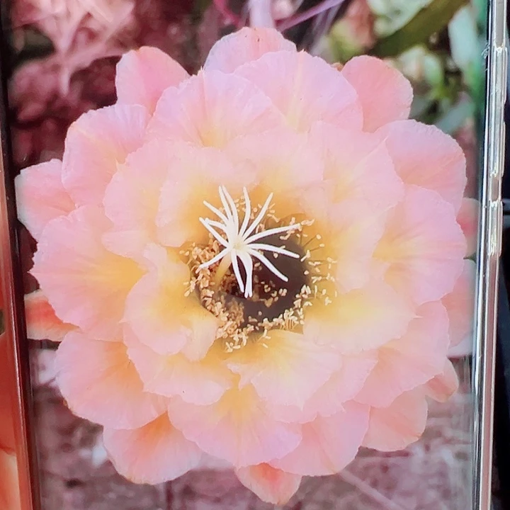 毛花柱3-61侧芽拍一发二