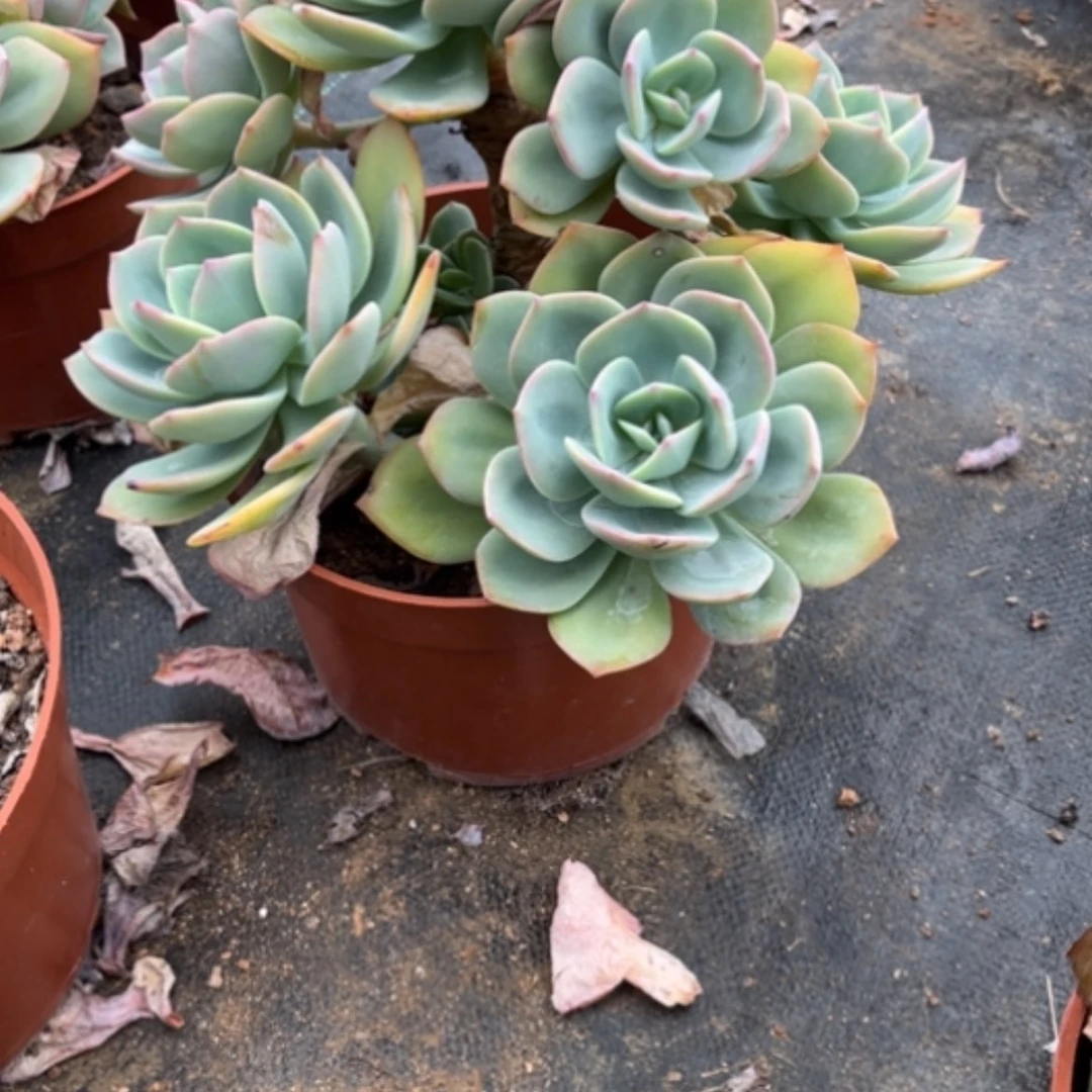 【闪购商品】L****?白凤