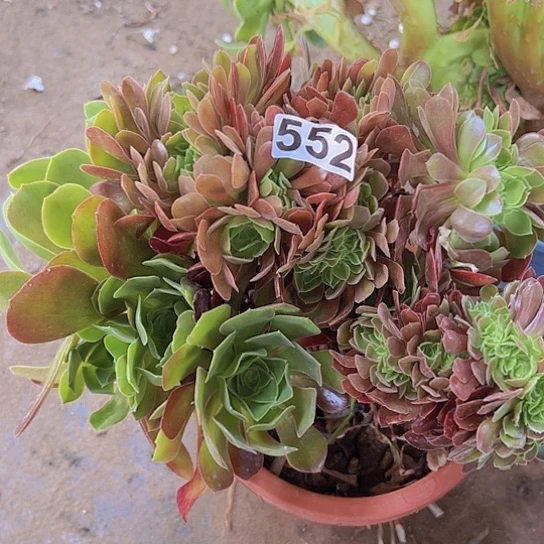 花***君一颗多肉法师植物