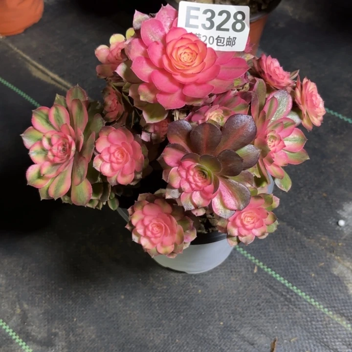 瑞妈一物一拍328
