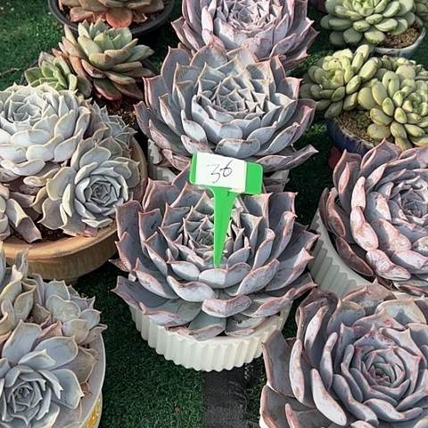 36路西娜脱土多肉