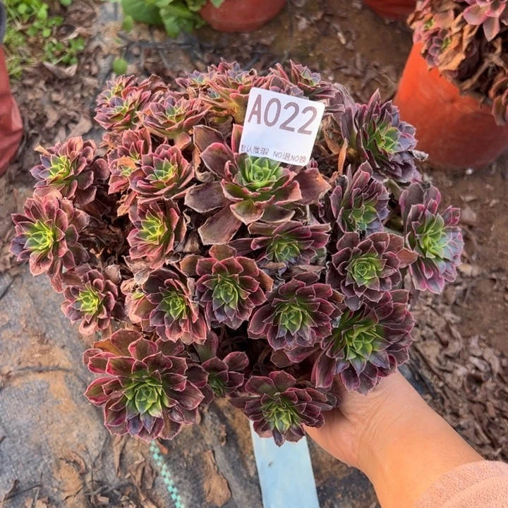 安娜多肉植物022.