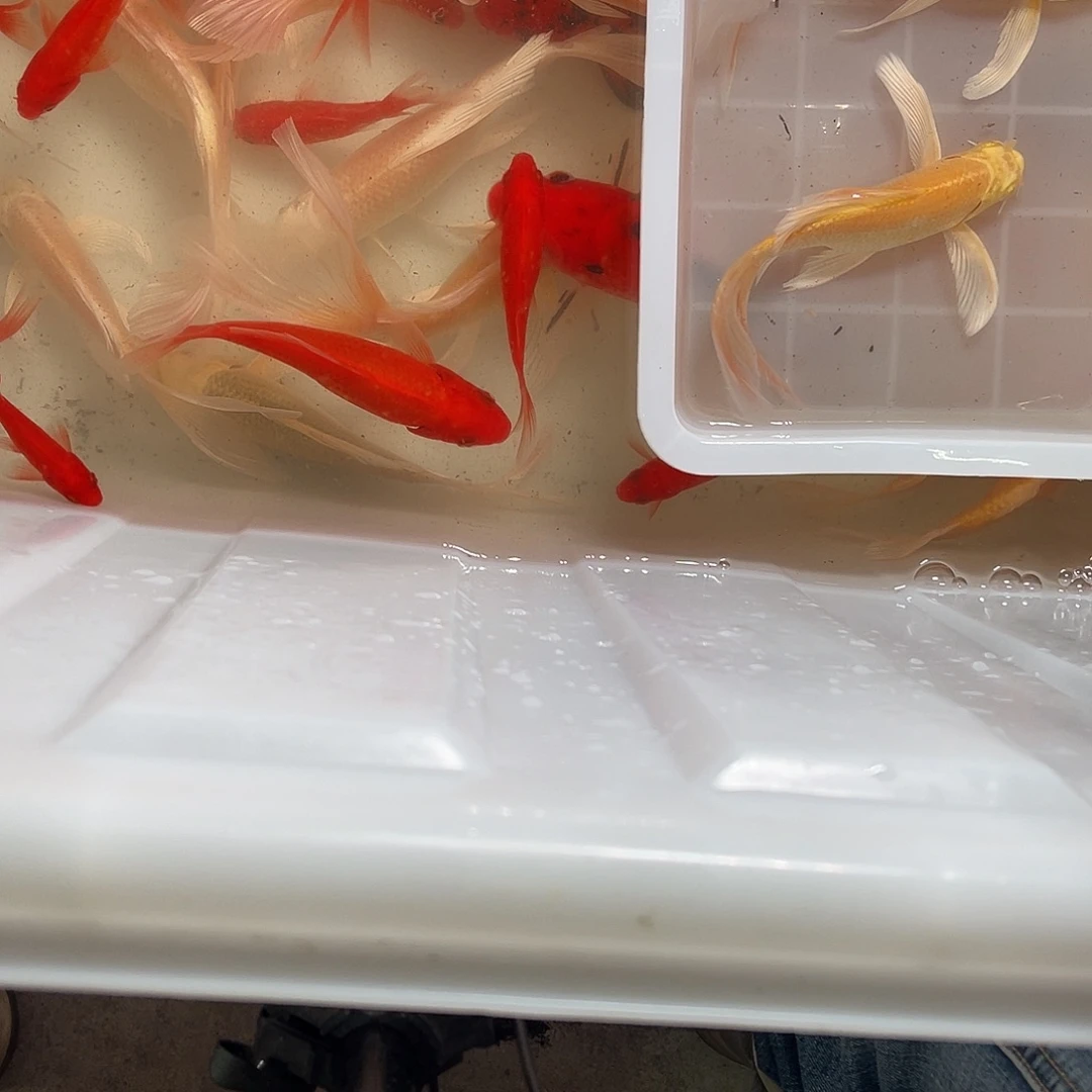 锦鲤包邮，包损，666