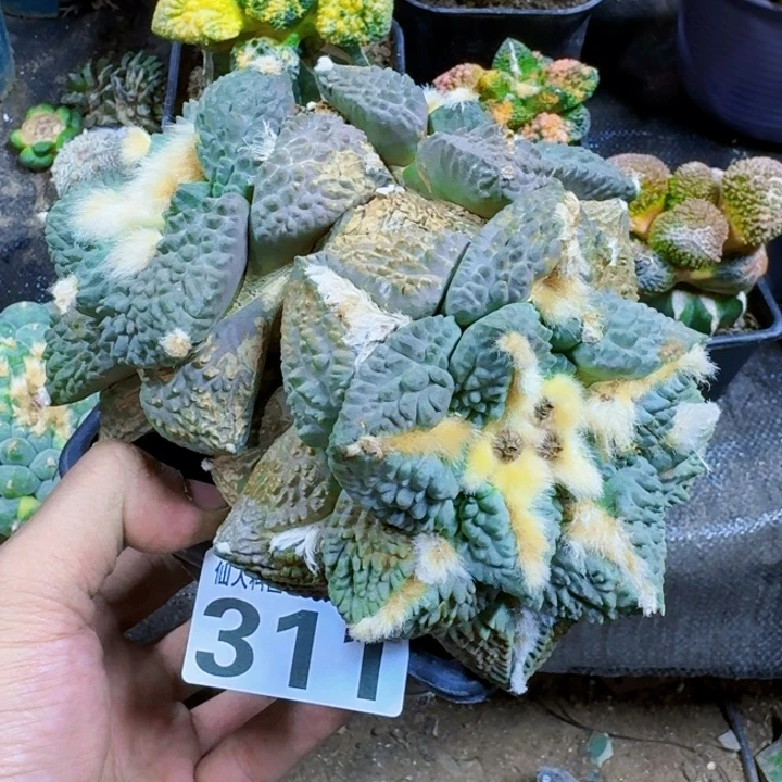 小**艺福利苗接大牡丹311