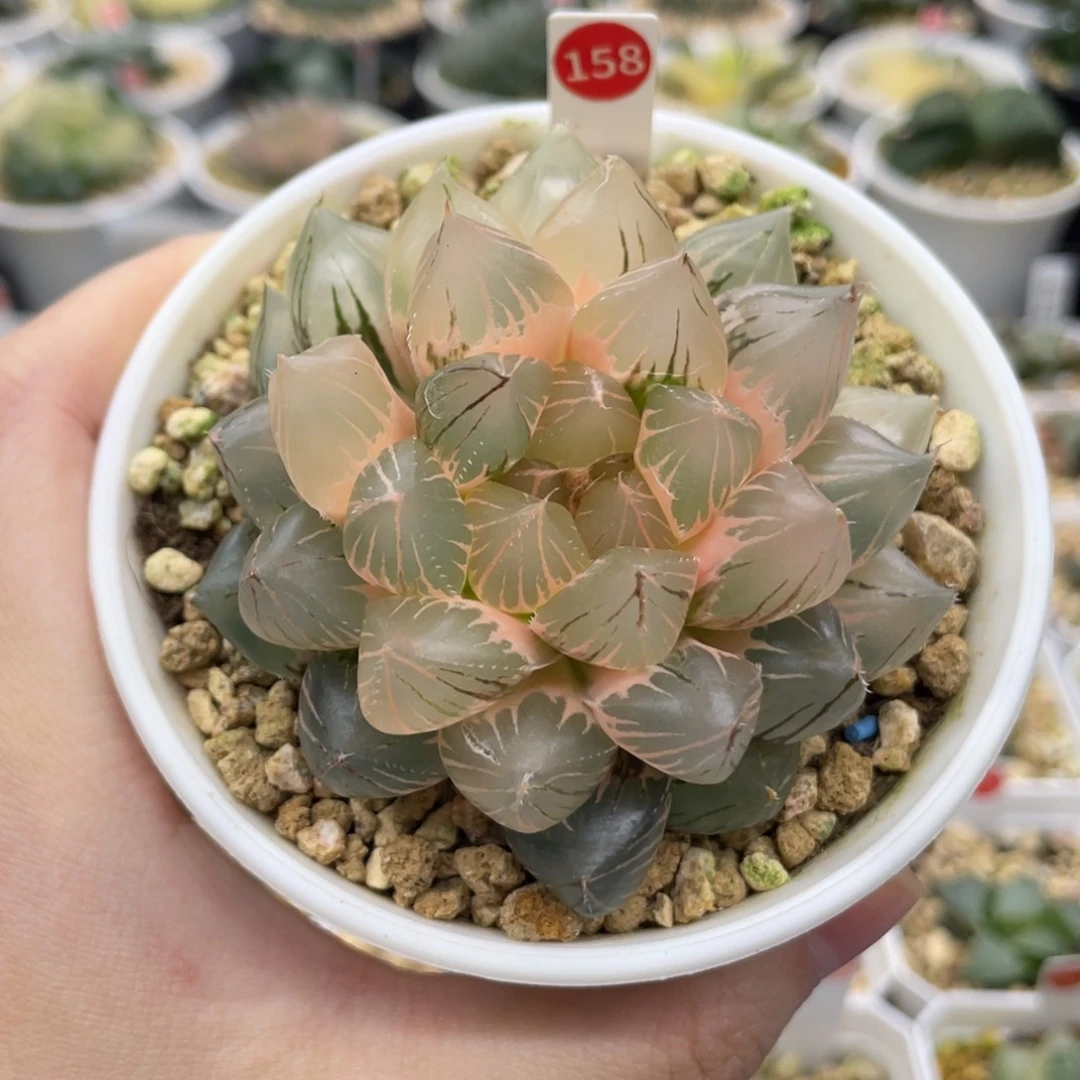 158 大窗龙爪糊斑