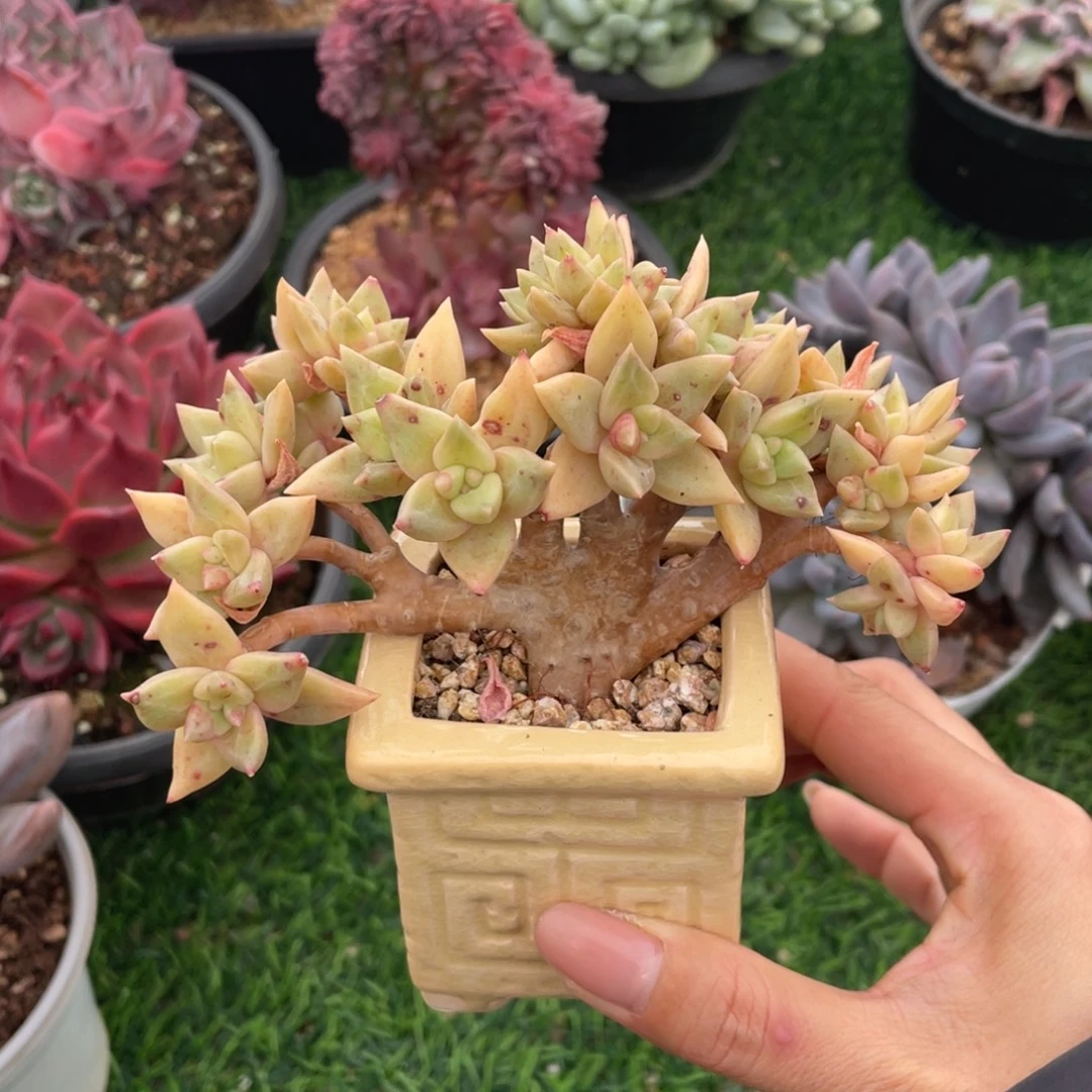 黄金表丽娜冠幅13 公分一物一拍