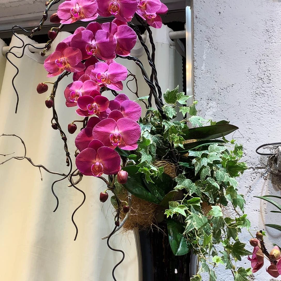 完全开放蝴蝶兰一物一拍