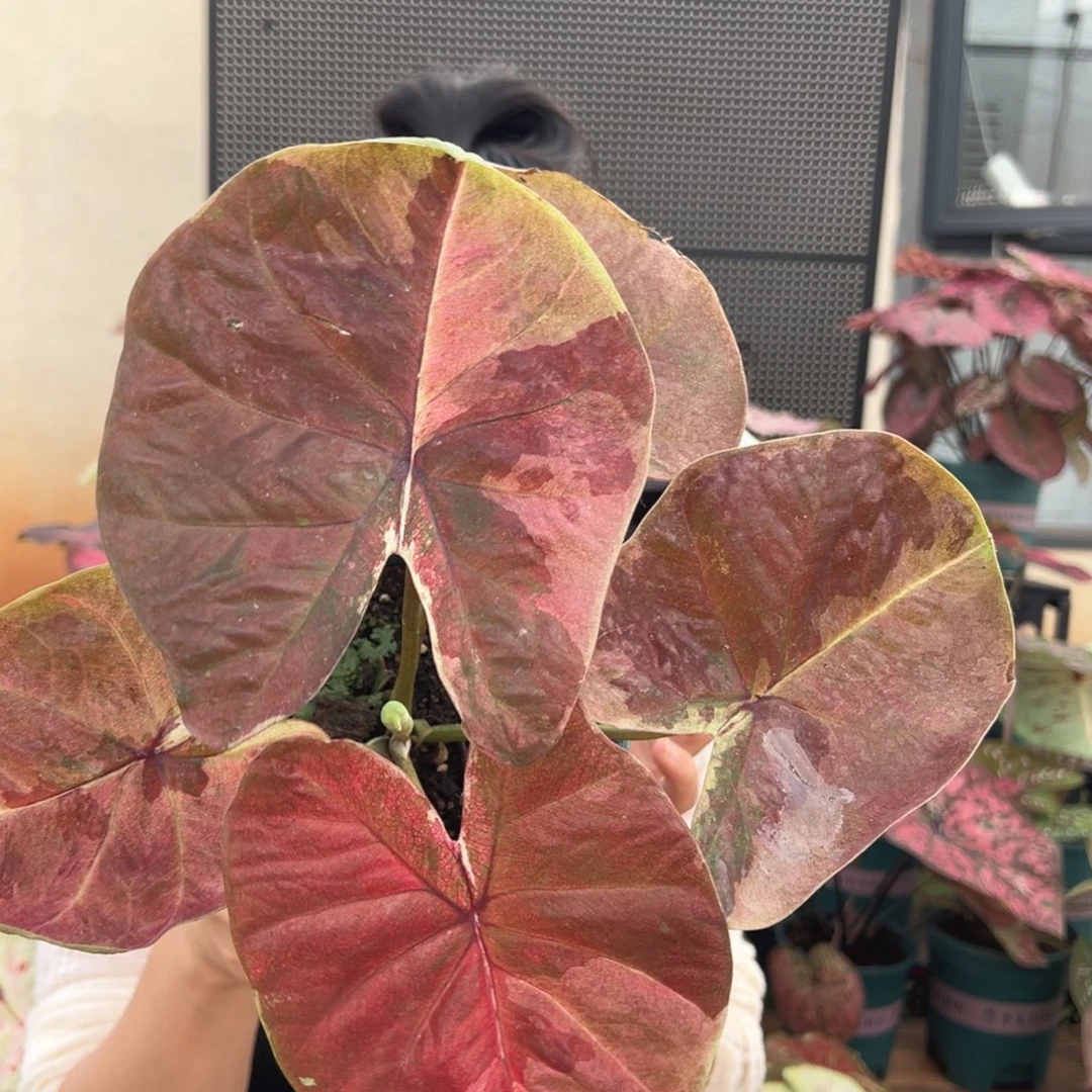 无花朵0023泰彩 哈啦吧啦（微瑕）