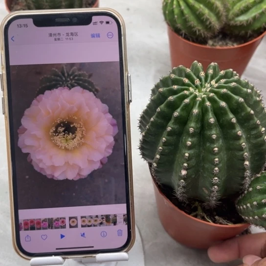 露露金刚新品白露7公分左右