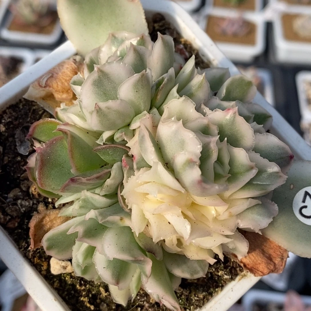 25紫蝴蝶锦  小方花圃一物一拍