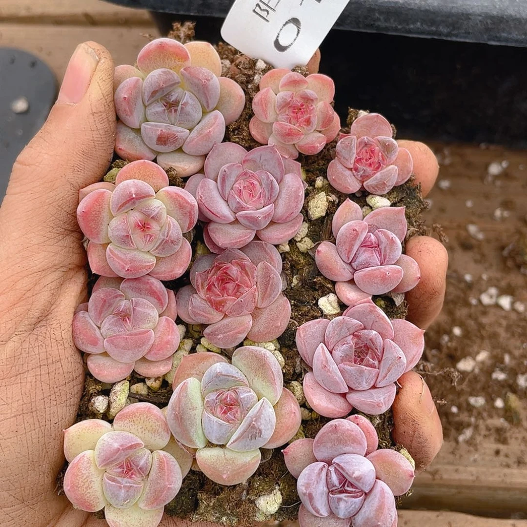 多肉植物多肉植物141