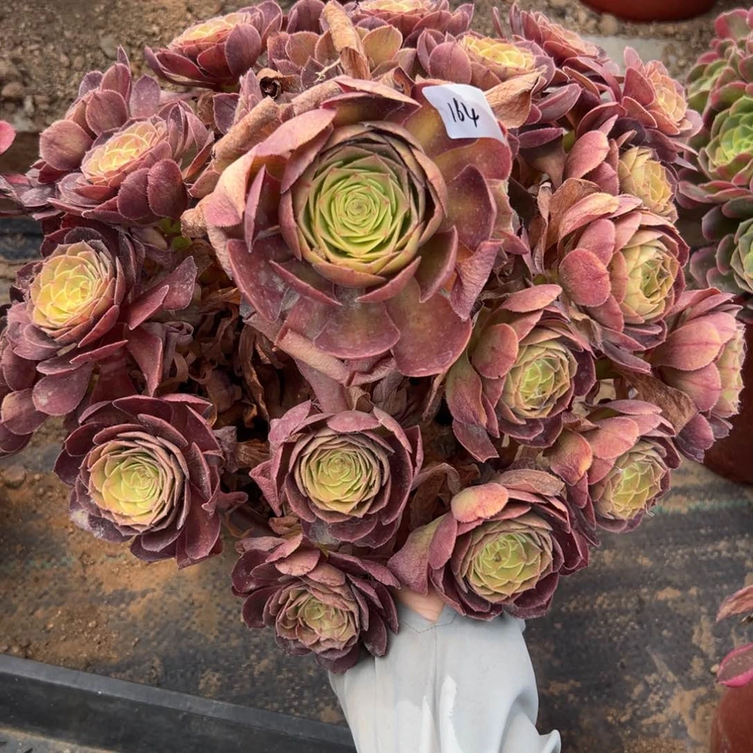 164雨荷阴阳多肉植物系