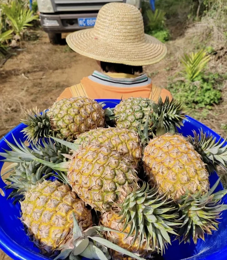【新鲜采摘收货即食】海南金钻凤梨树上自然熟口感香甜爆汁4-4.5斤