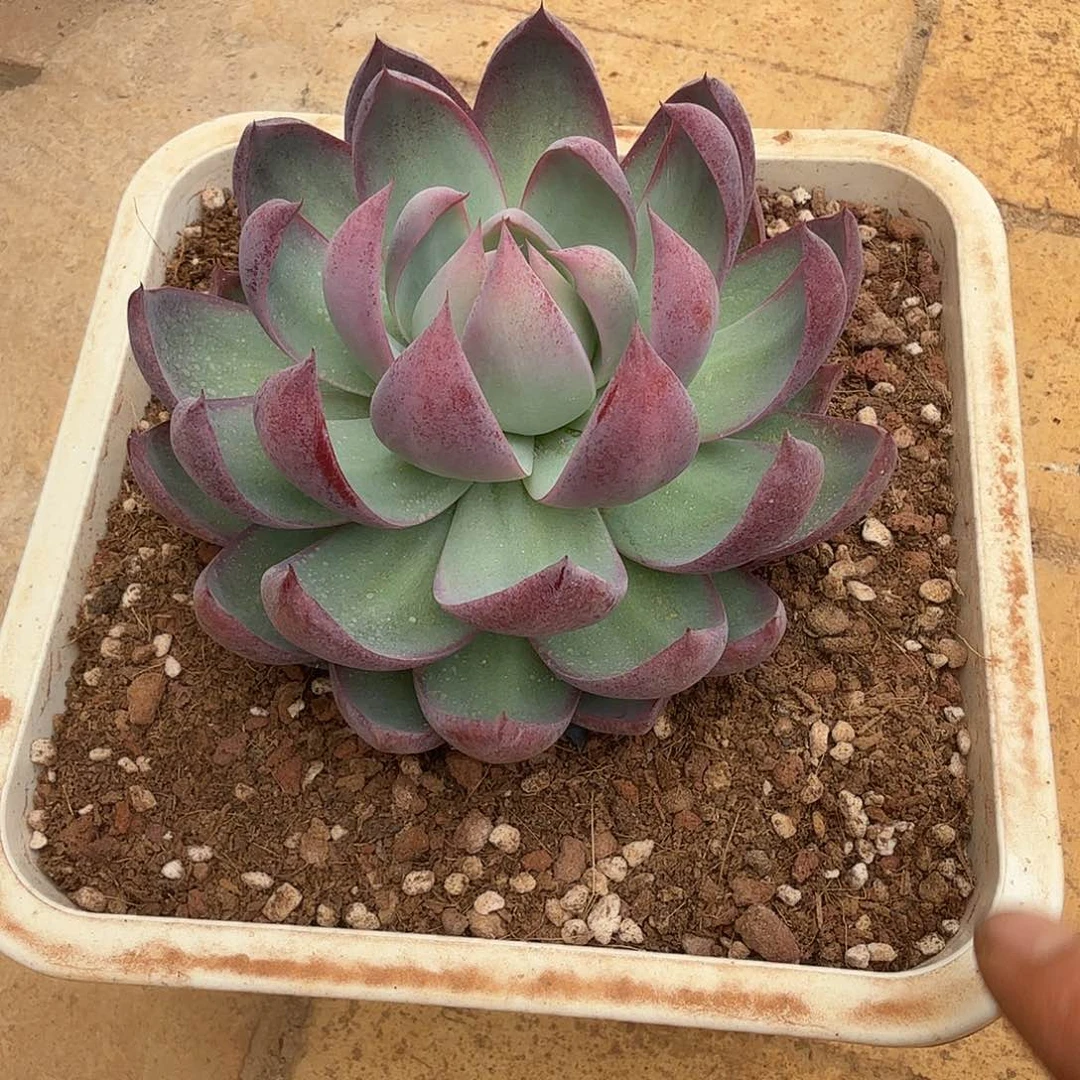 惊鸿仙子多肉植物链接
