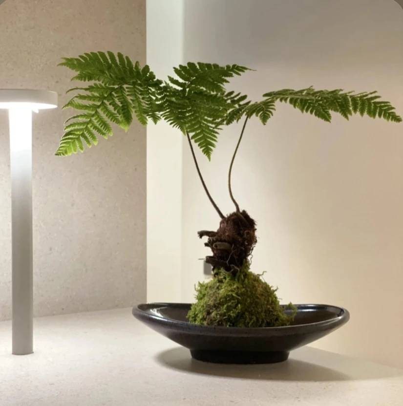 水培款苔藓金丝红鳞蕨懒人植物室内新中式绿植水培植物绿植盆栽