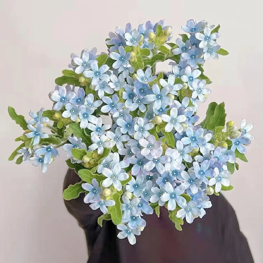 【蓝星花1扎】顺丰冷链包邮 配花 鲜花 配草 云南鲜花