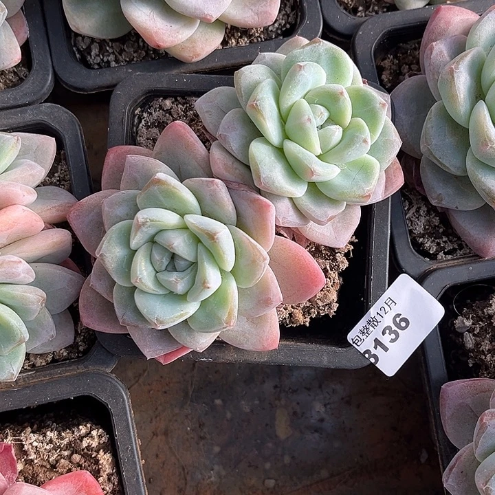 阿雅园艺。      3136冰玉