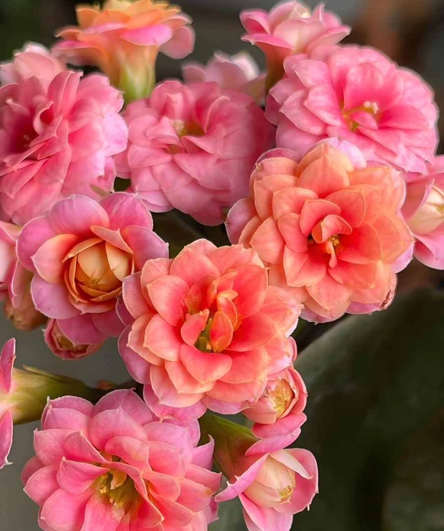 【果冻】重瓣大花型长寿花