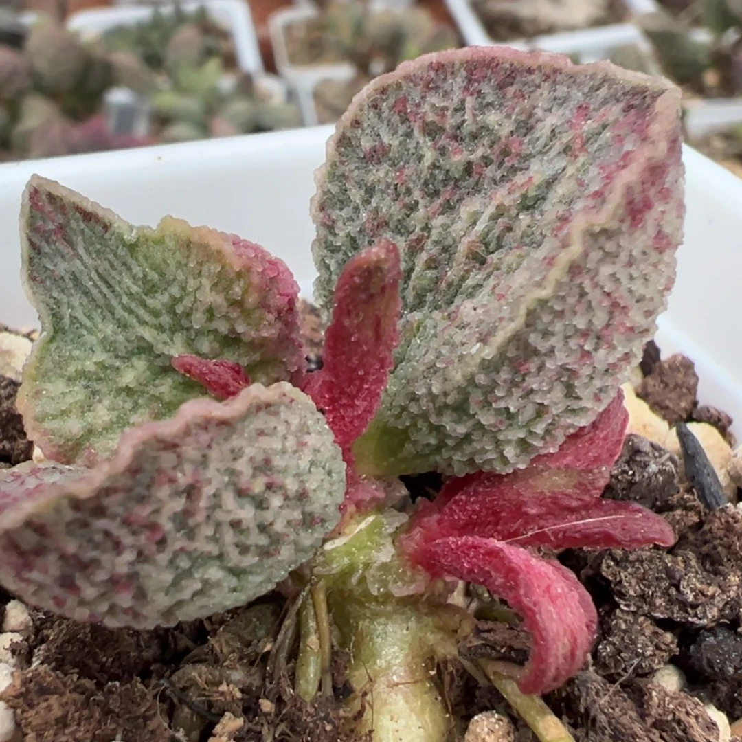 花斑波浪纹实生新品