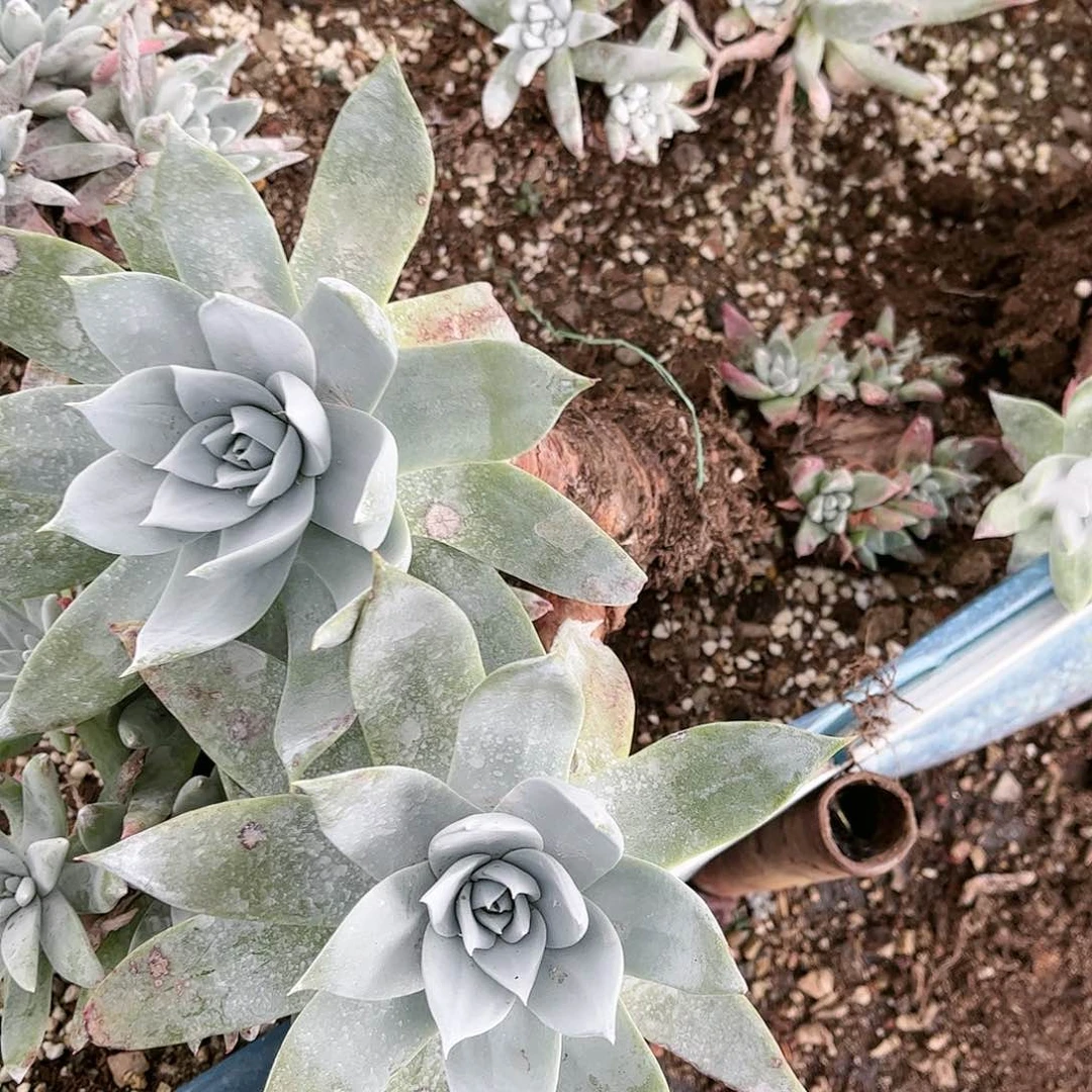 9336苹果雪山多肉