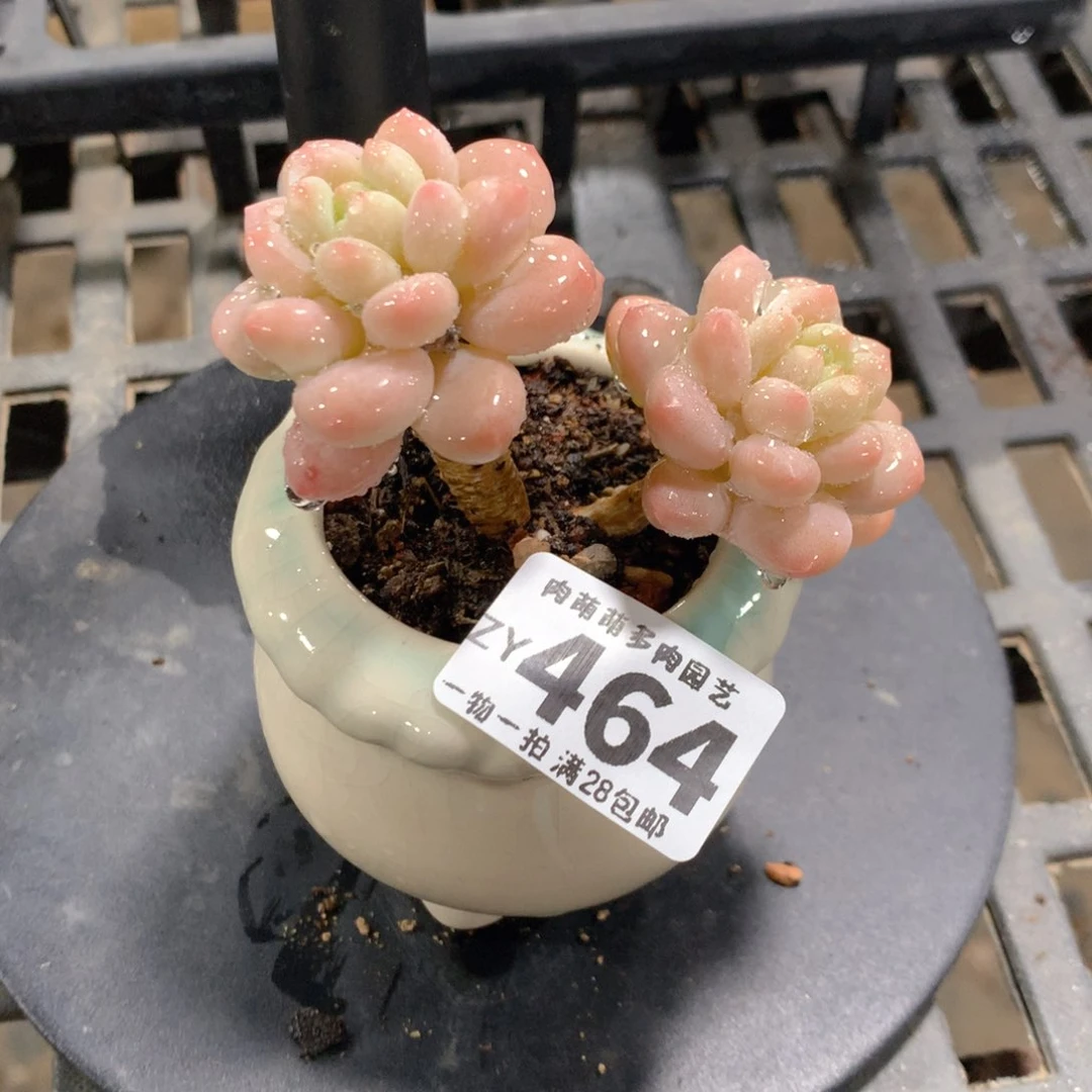 肉萌萌拇指盆精控多肉ZY464