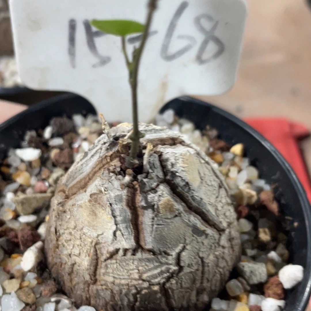 南非龟甲龙 一物一拍