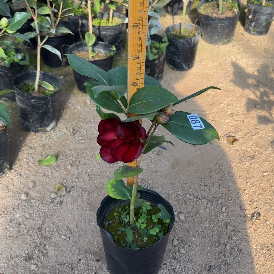 少量花朵（建议范围：2朵-5朵 或40%以下）087纯青黑