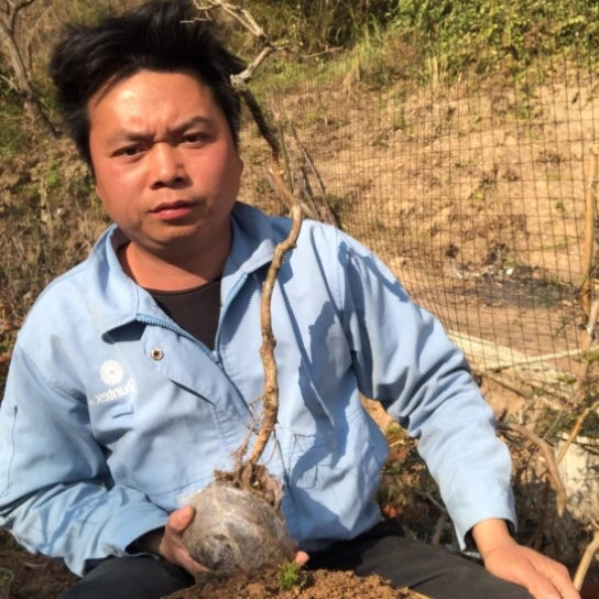 盆景素材盆栽绿植