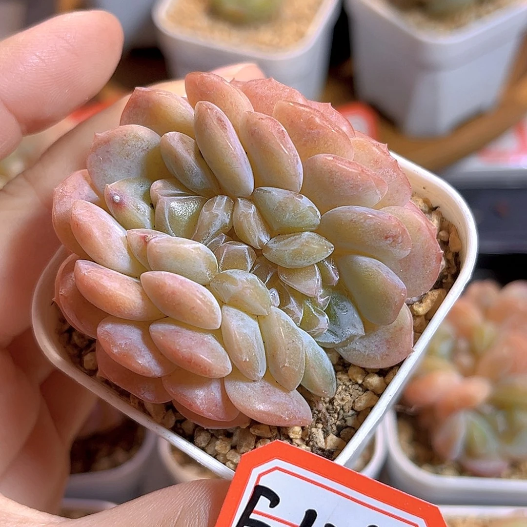 E121 一物一拍 星宫