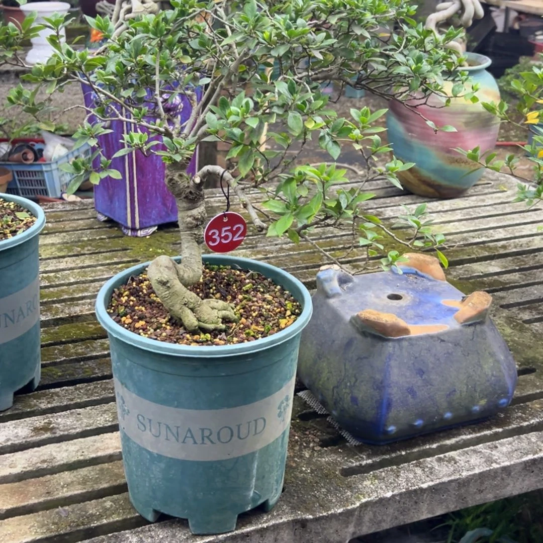 用***4无花朵栀子花盆景老桩