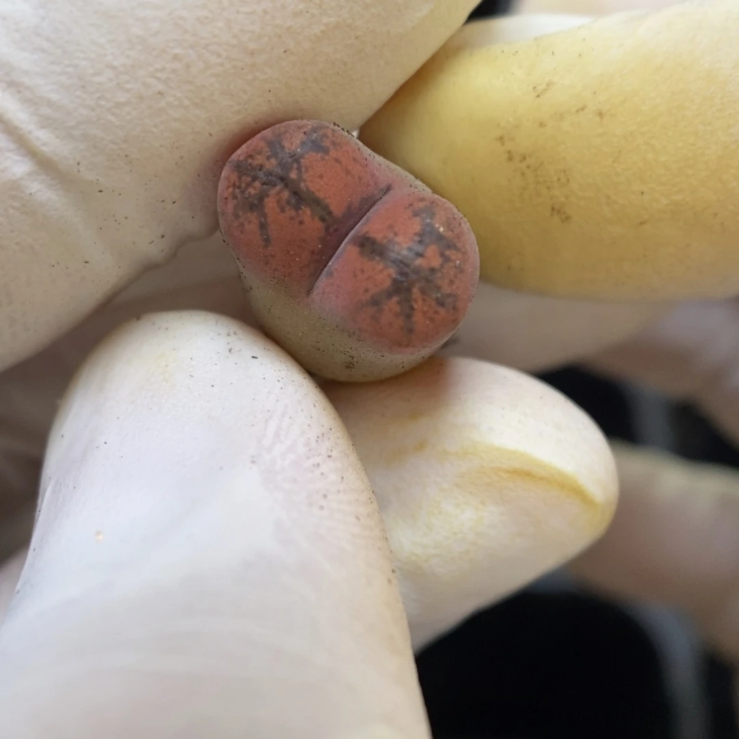 多肉植物肉锥杂交K-6635（1.3）勋章杂