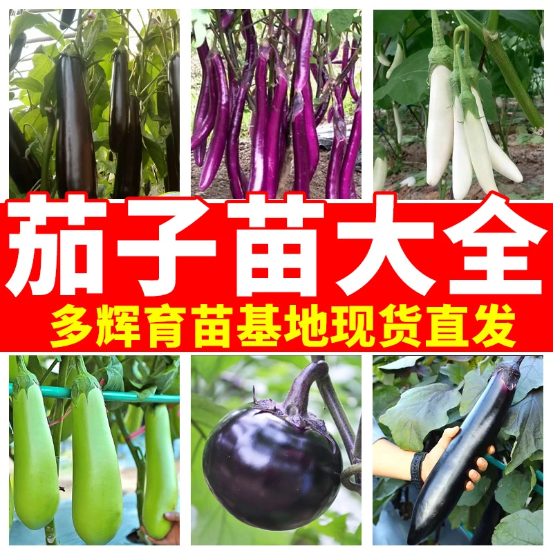 茄子苗大长龙茄黑亮原茄航线茄绿色长茄盆栽地栽基地直发
