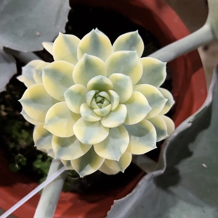 安娜玫瑰锦多肉植物