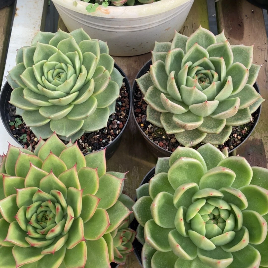 多肉植物多肉植物2032四颗福利