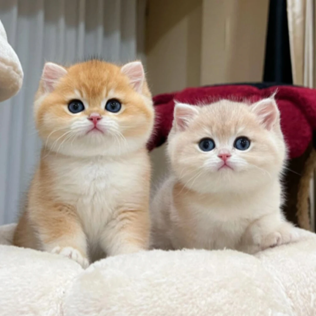 【深圳尊品宠业】上门选猫猫定金链接