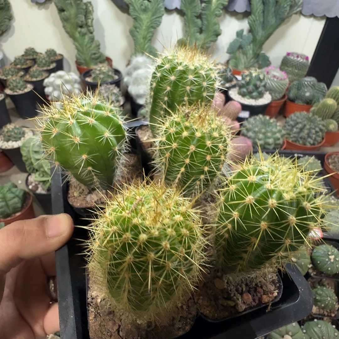 实生五颗毛花柱包邮