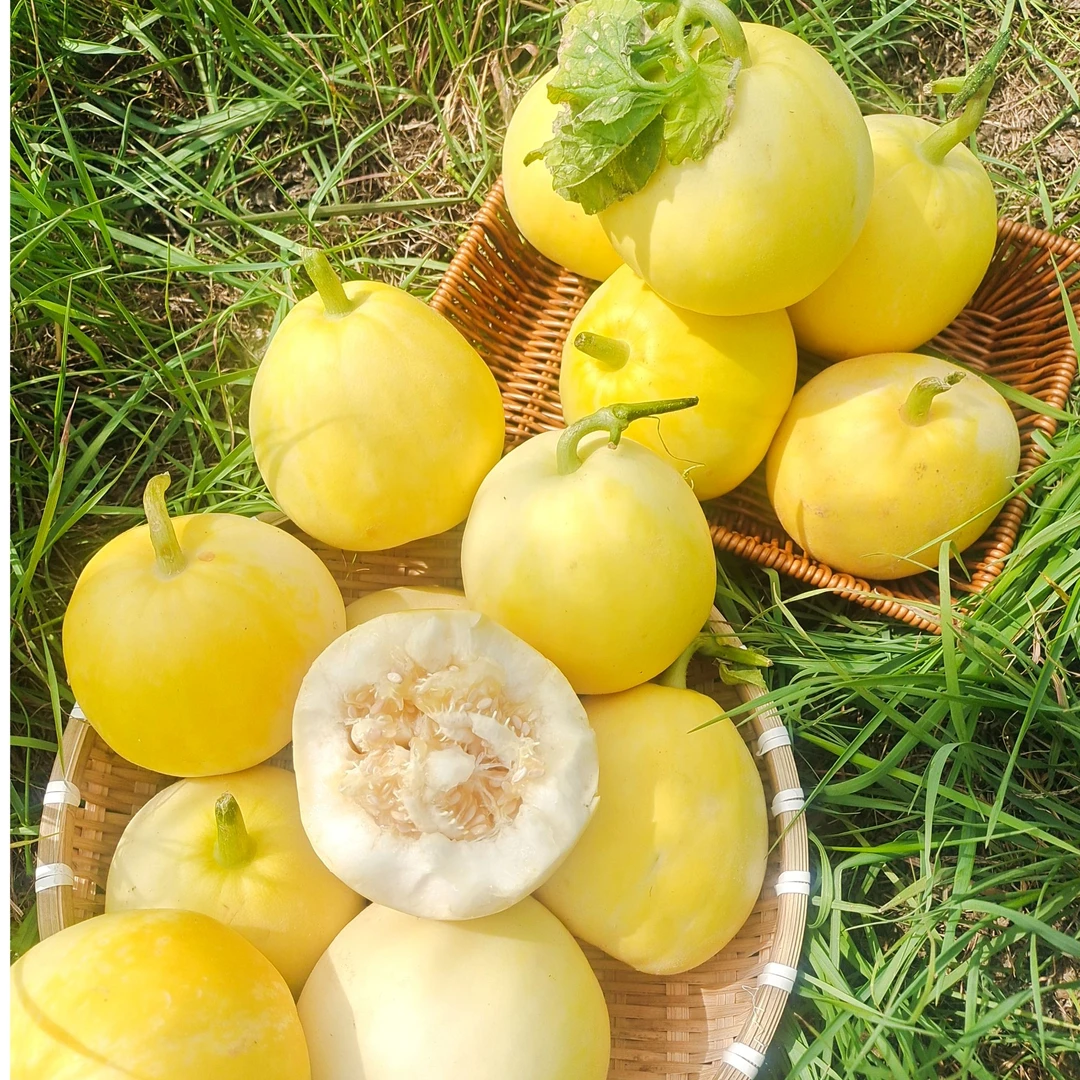 山东沂蒙山头茬现摘小蜜蜂甜瓜香瓜瓜香浓汁水多甜脆