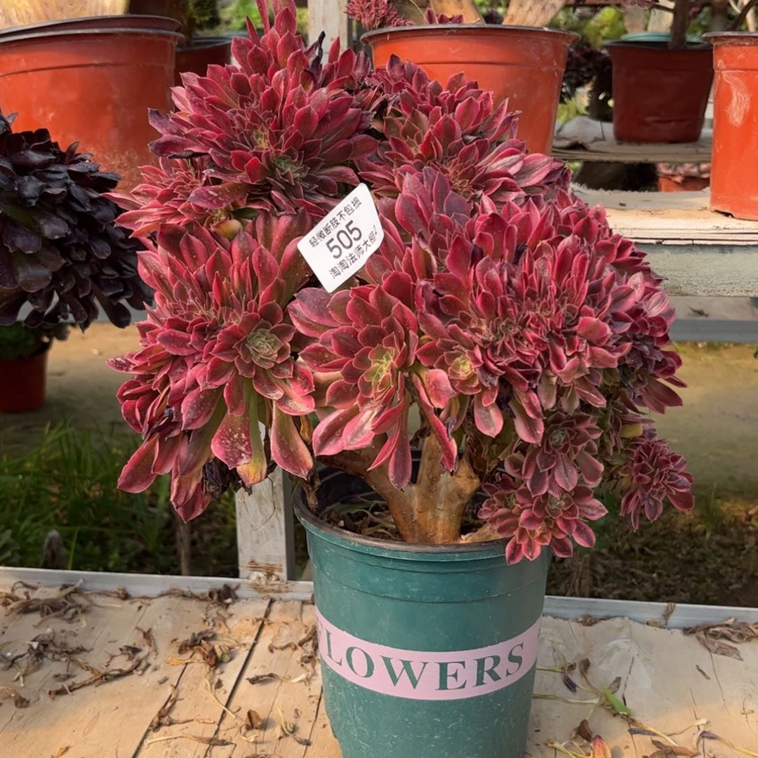 505雅典娜缀化多肉植物