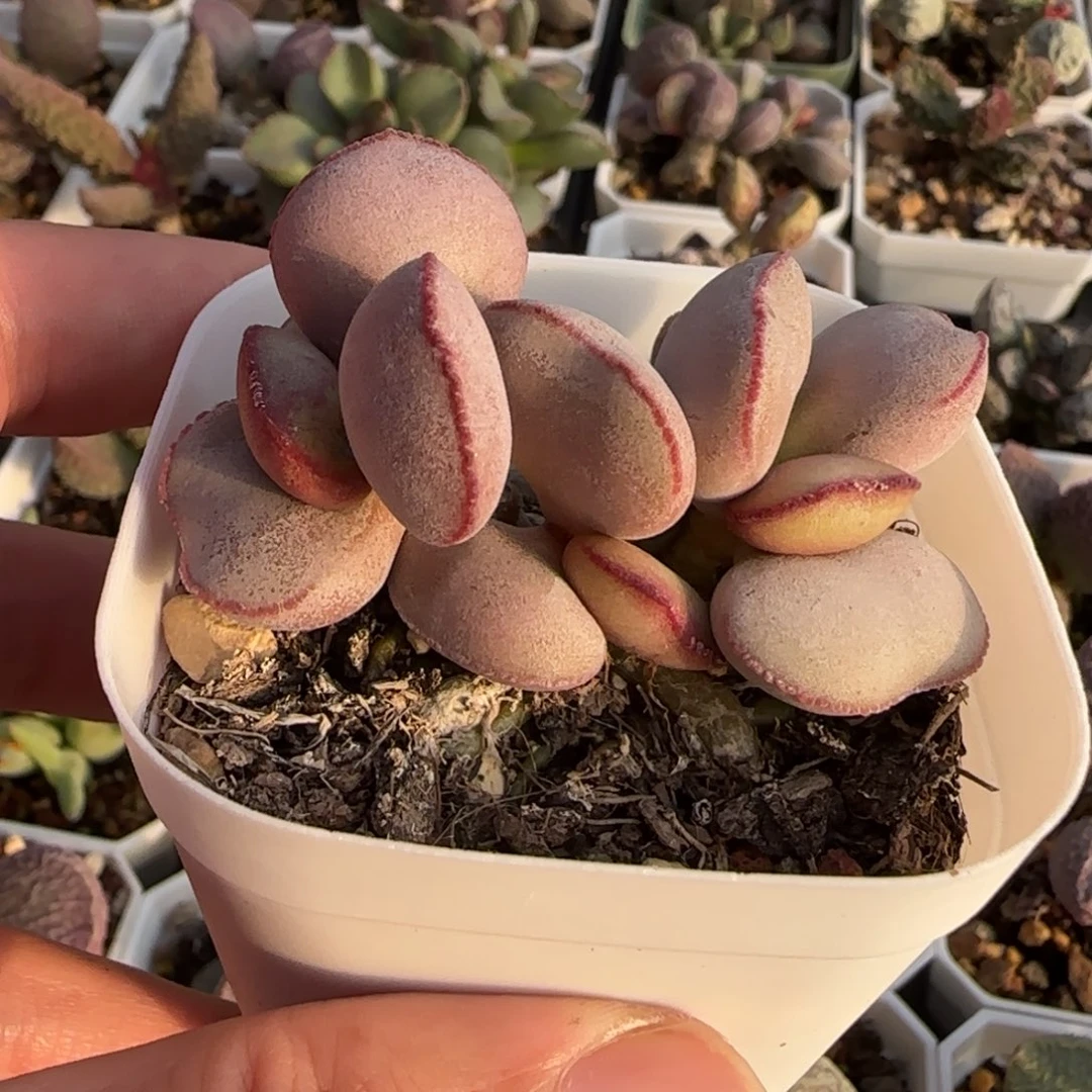 白肌红蛋多肉水泡植物