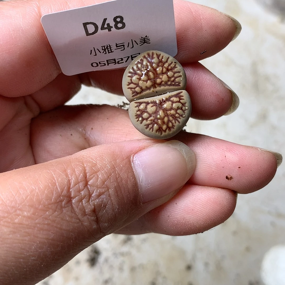 D48多肉植物保护研究所