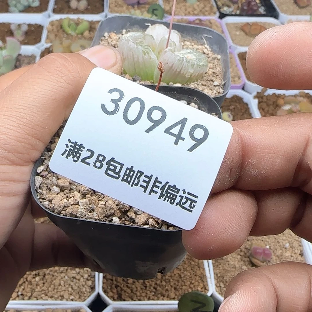 ?****?脱土28包邮30949